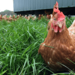 Scharrelkip op de kippenboerderij van pluimveebedrijf Veldhoeve