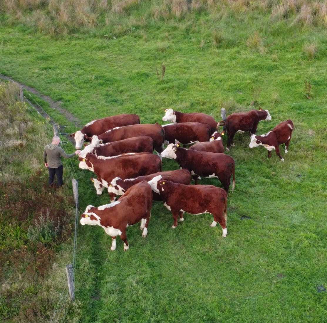Hereford runderen in de wei