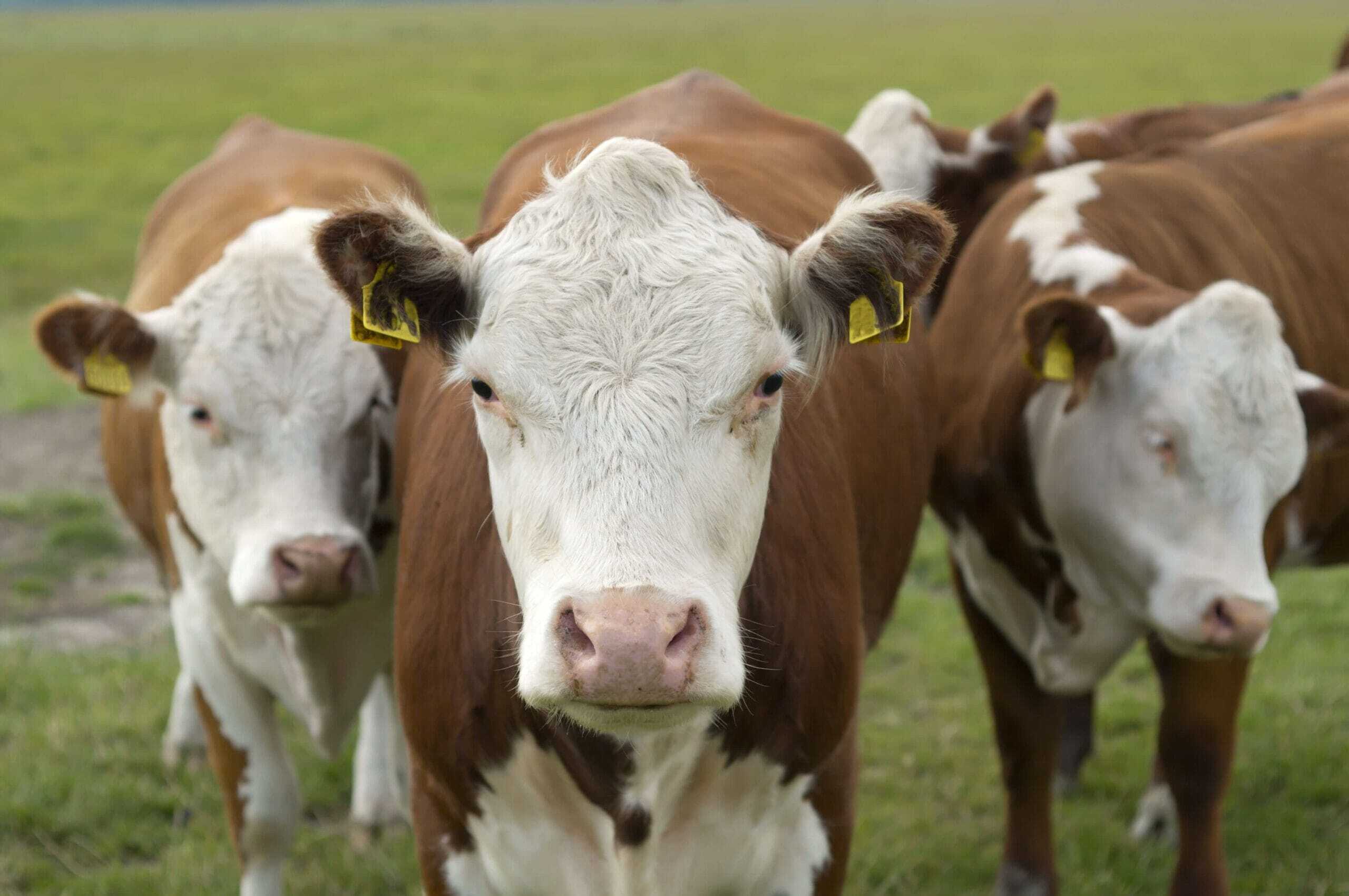 Hereford runderen